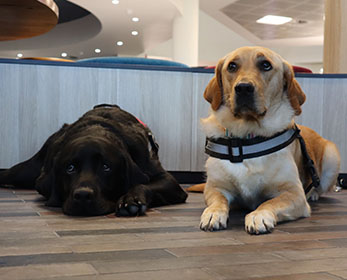 ECU’s wellness dogs Edi and Watson pose for the camera at the Joondalup Campus Library.