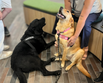 Two dogs, a black Labrador named Watson and a golden Labrador named Edi, sit on a tiled floor in a library space. Watson is lying down while Edi is receiving pats from a seated person. Both dogs are wearing harnesses with their names visible.