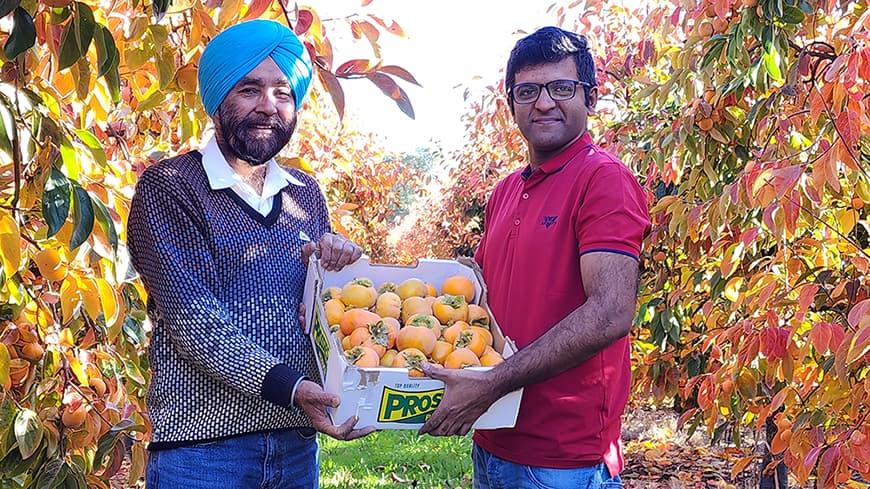 Two men standing in a persimmon orchard