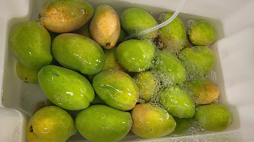 Mangoes in ozonated water