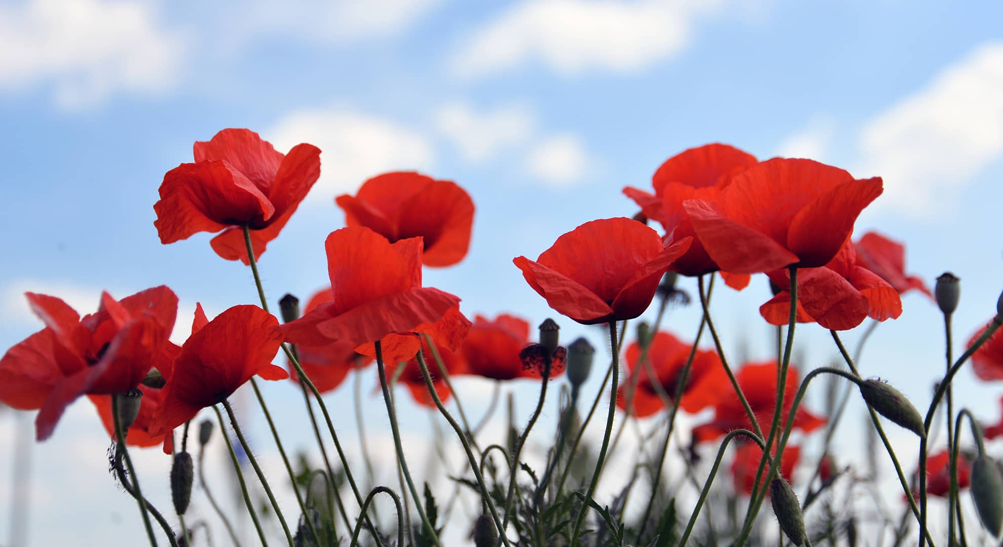Red poppies against a blue sky