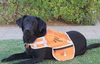 Assistance dog sitting, wearing an orange jacket.