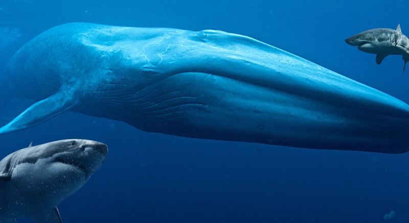 Image of sharks and blue whale under the ocean surface