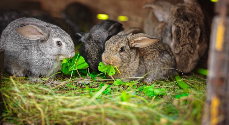 Image of rabbits eating green leaves