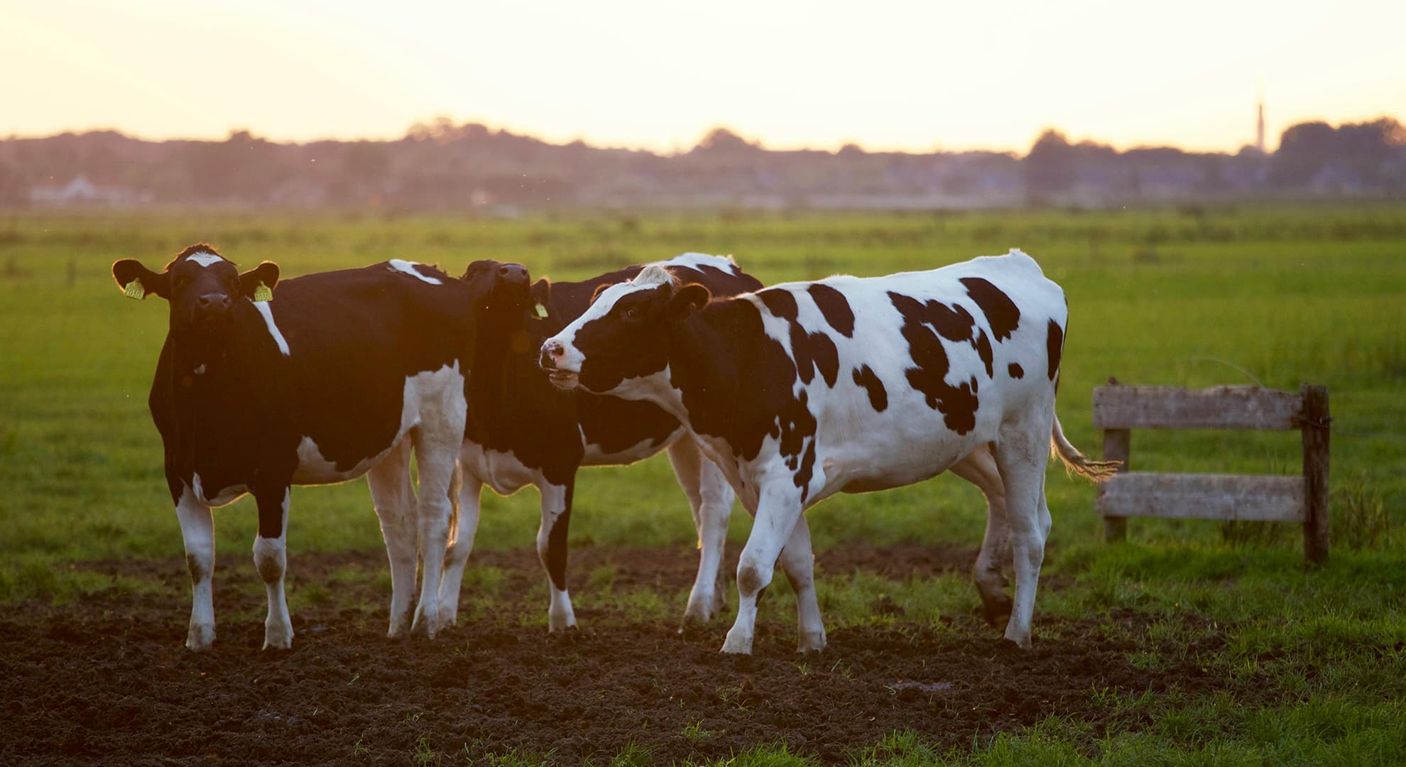 Three cows standing in a pasture.