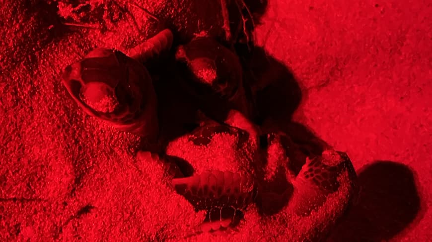 Infrared photo of loggerhead turtle hatchlings emerging from their nest.