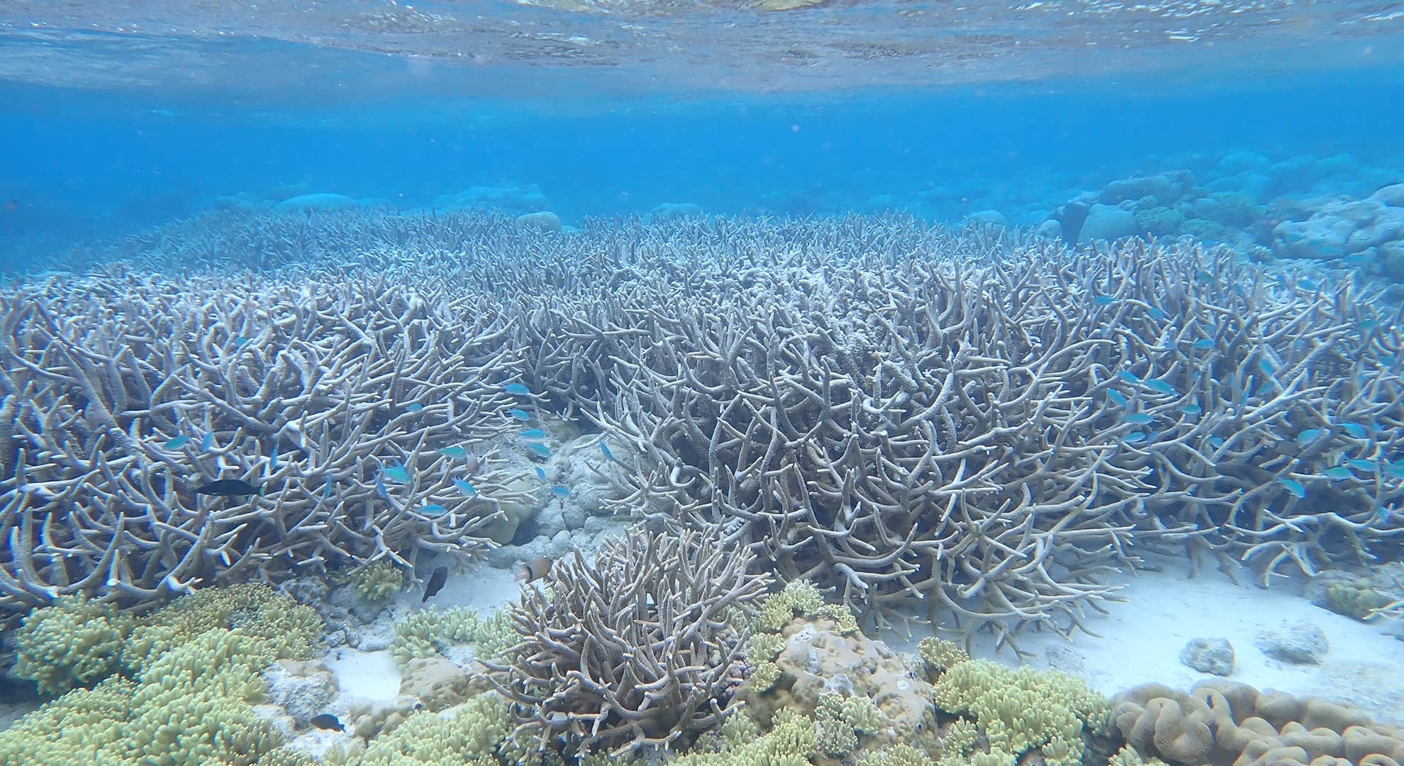 Coral reef