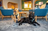 A yellow dog (Edi) is sitting, and a black dog (Watson) are laying down in front of blue chairs. They are both wearing harnesses and looking at the camera
