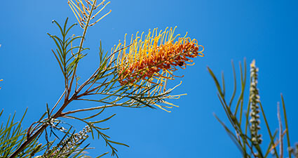 Banksia flower