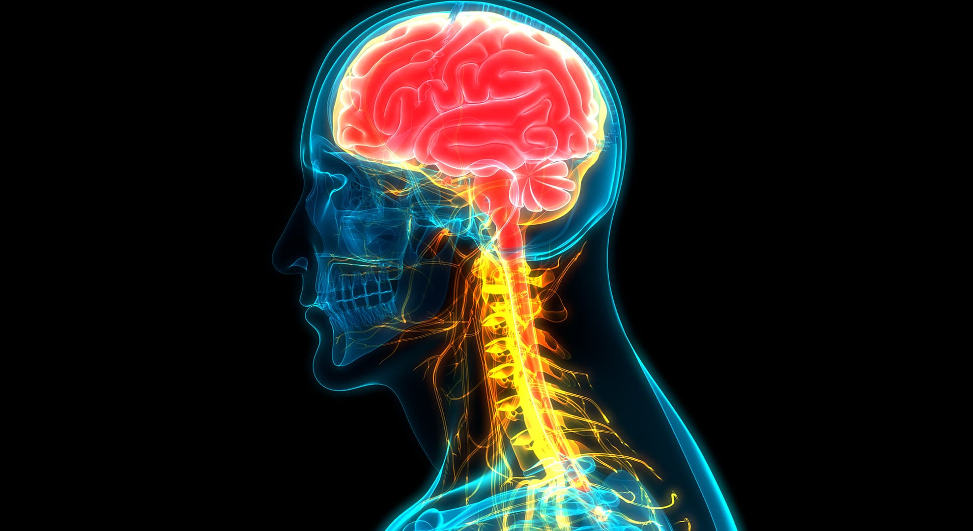 Digital rendering of a person's brain and spinal cord.