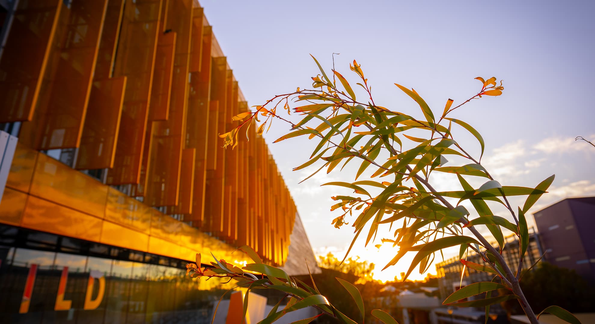Joondalup campus building at sunrise with young eucalyptus branch in foreground.