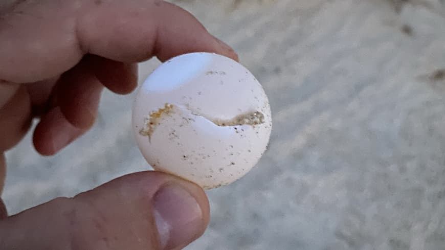 Close-up of Dr Casper Avenant's hand holding loggerhead turtle egg predated by a golden ghost crab.