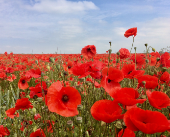 Field of vibrant red poppies symbolising remembrance and Anzac Day.