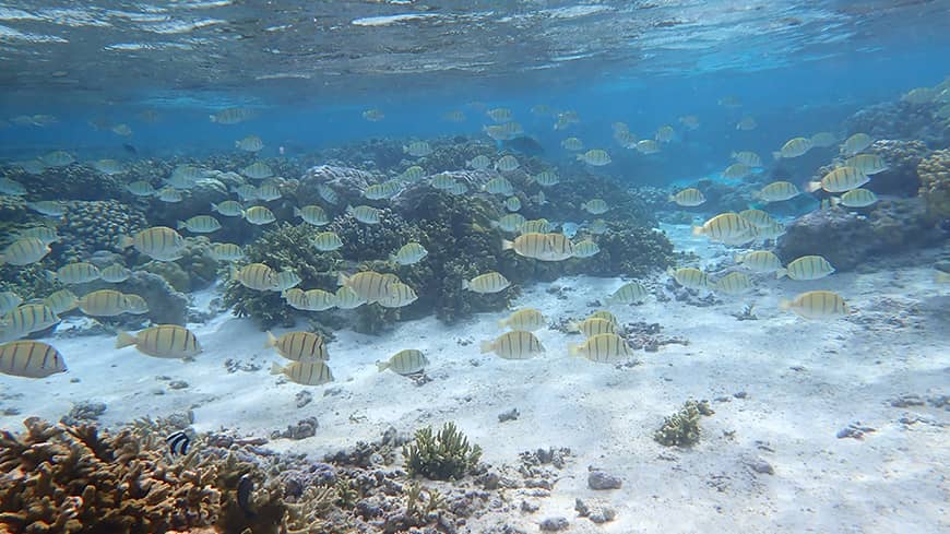 Fish at coral reef.