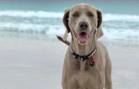 A grey dog (Harper) is standing on the beach.