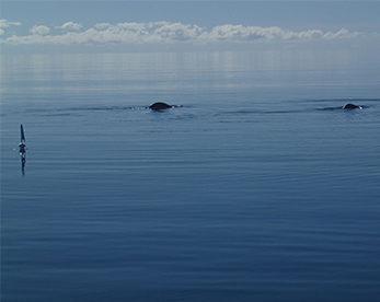 Dugongs