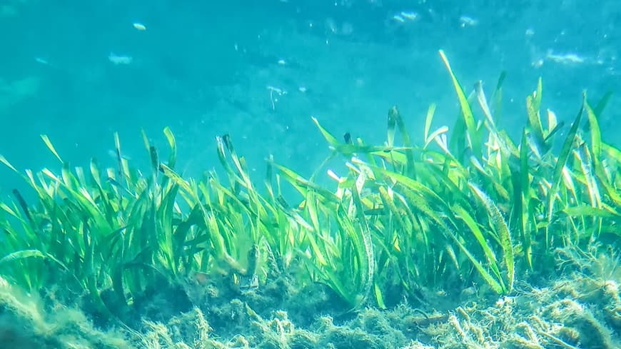 Underwater image of a seagrass meadow with muds and sediments below it from the Shark Bay World Heritage Area in Western Australia.