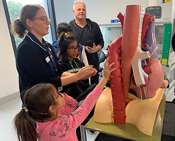 Childrens University members examining a large model heart