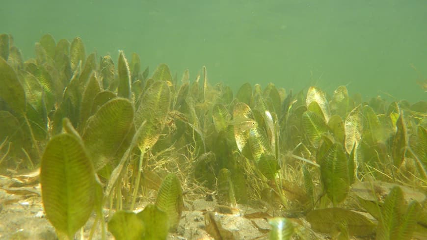 Underwater shot of seagrass in the Swan Rive