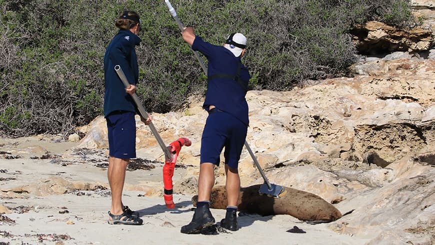 Two researchers use a pole to tag a sea lion on the beach