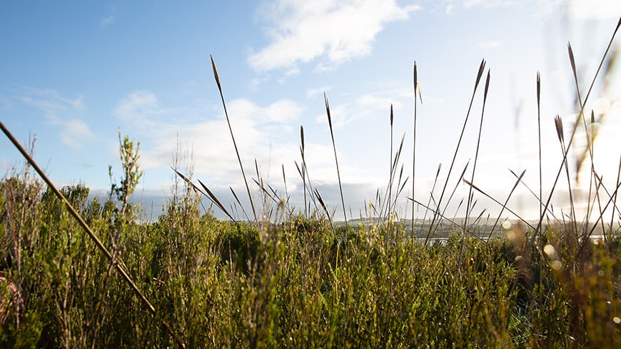 Reeder plants growing near Albany