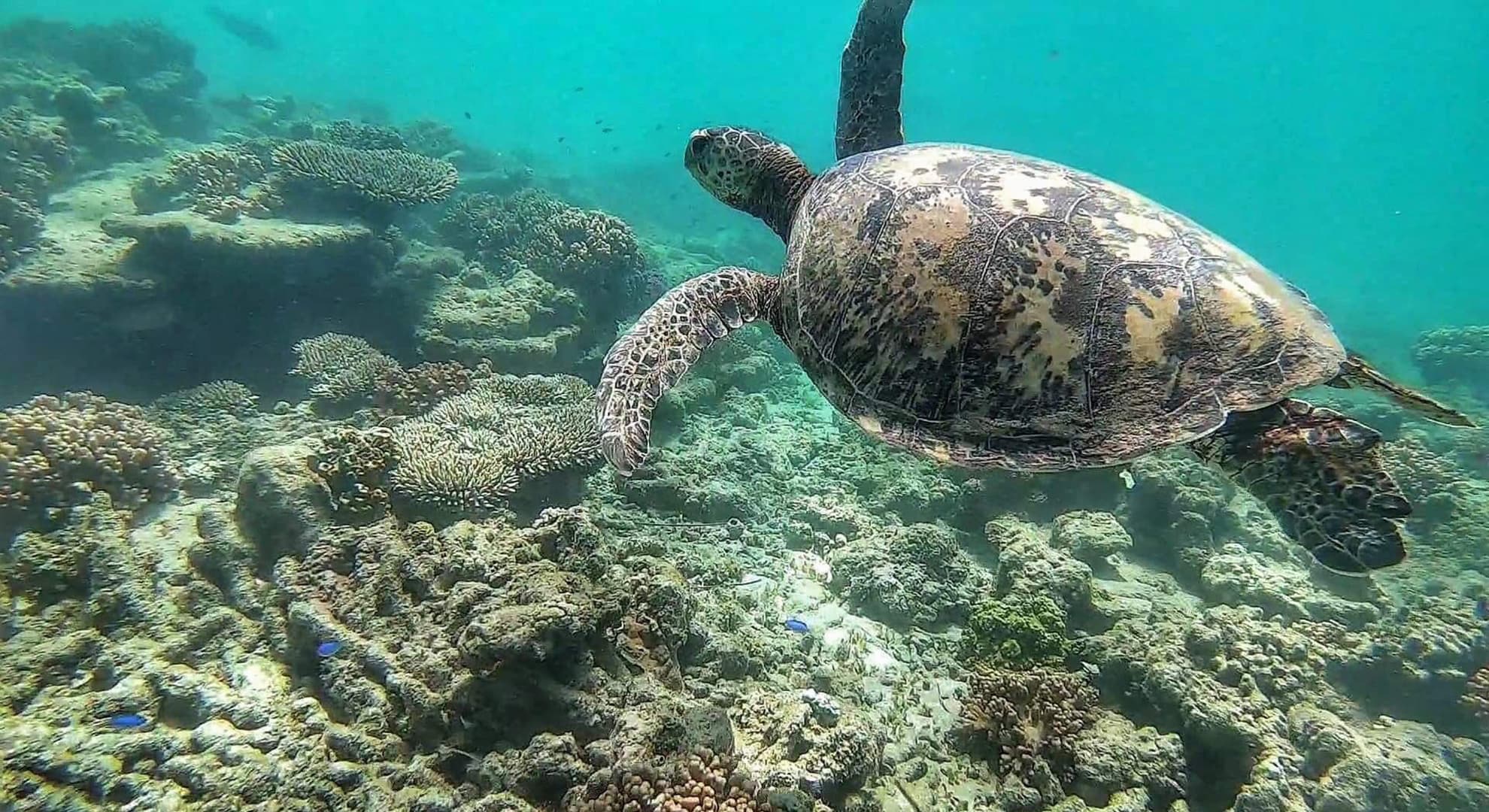 Sea turtle under water.