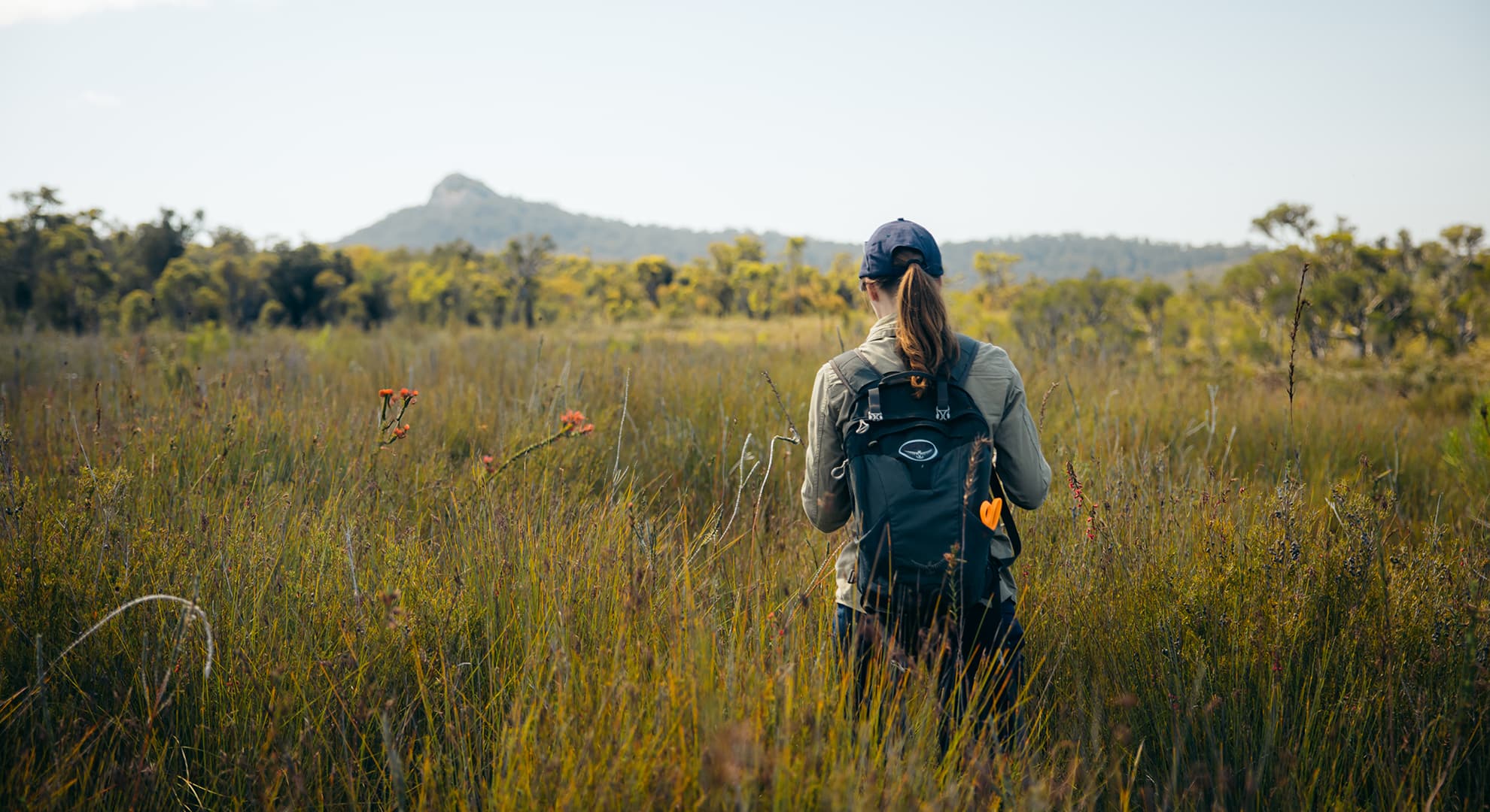 Researcher walking through bush 