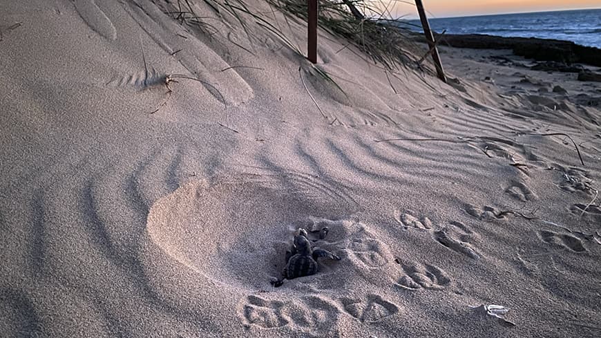 Hopeful loggerhead turtle hatchlings emerge from their nest at sunset.