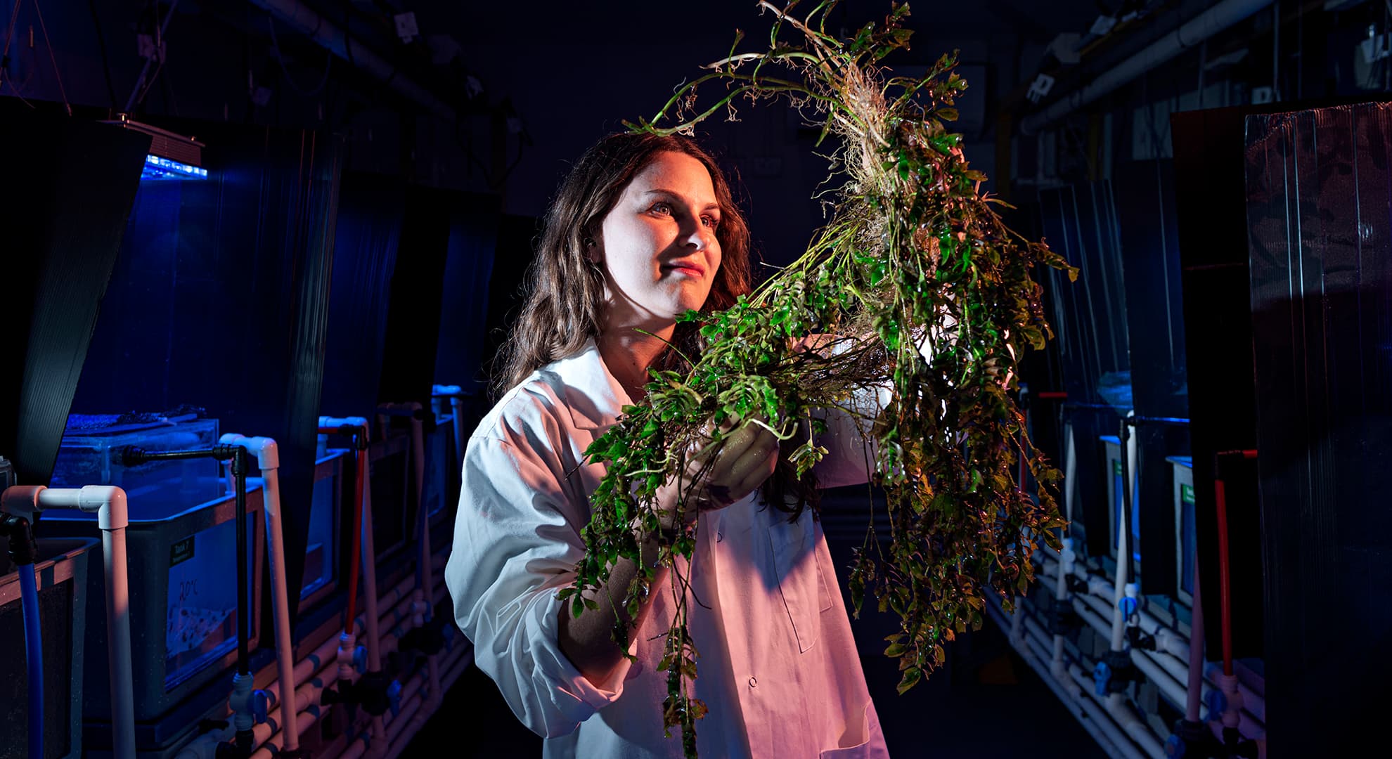 Marine researcher examining seagrass in a lab.