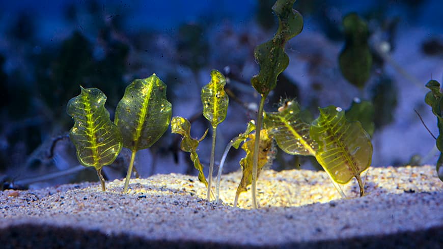 Seagrass in testing environment