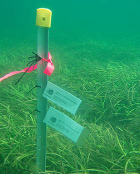 Seagrass monitoring site marker