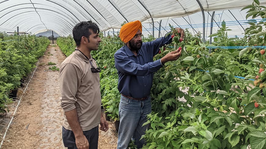 PhD student and Professor assessing fruit on the vine