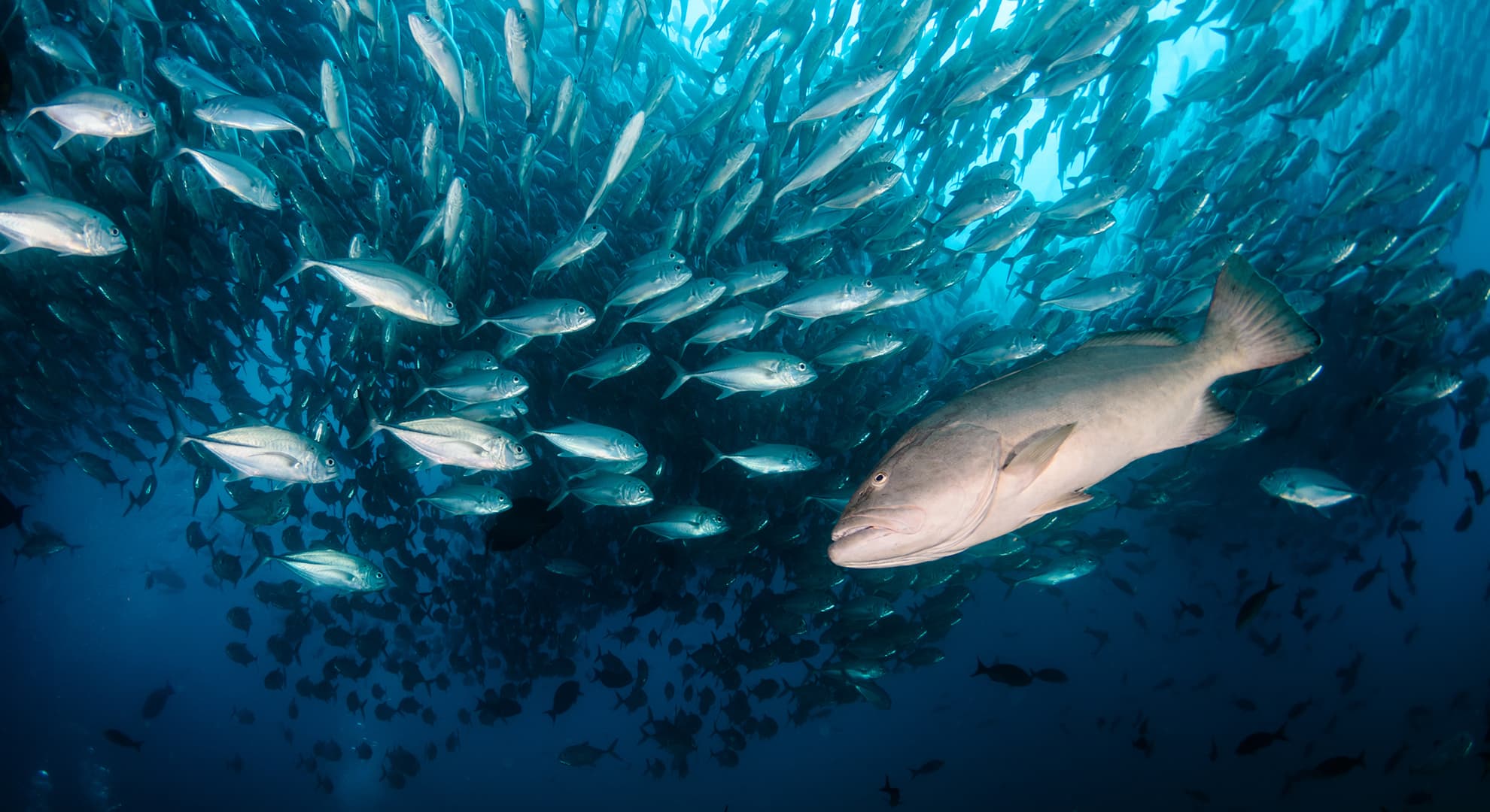 Fish in the ocean