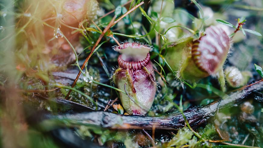 Albany pitcher plant