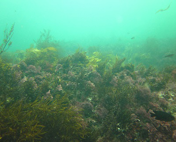 Western Australian temperate reef dominated by Sargassum, Ecklonia radiata and an understory of Amphiroa anceps