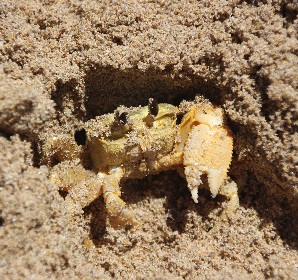 Ghost crab