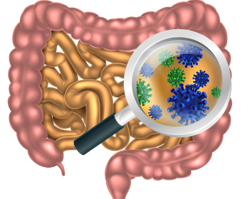 An image showing the intestine with magnifying glass zooming in