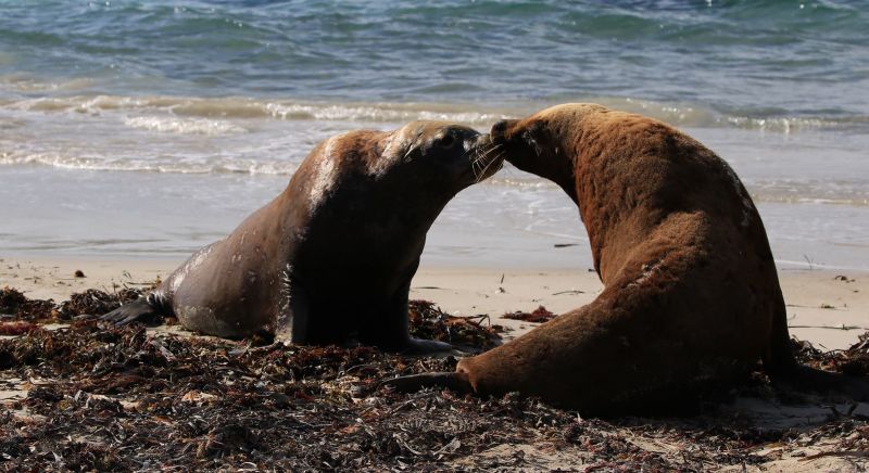How hair dye is helping conservation of WA’s sea lion population