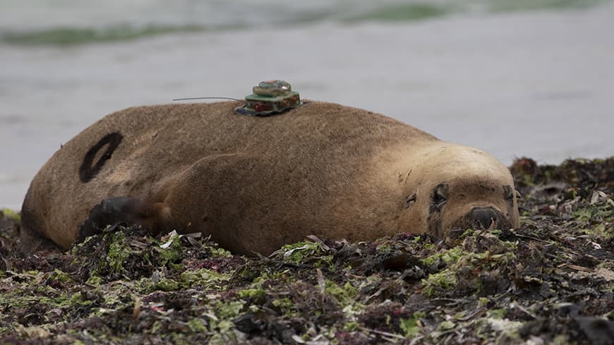 Satellite tag on sea lions back.