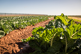 Picture of lettuce growing in a field.