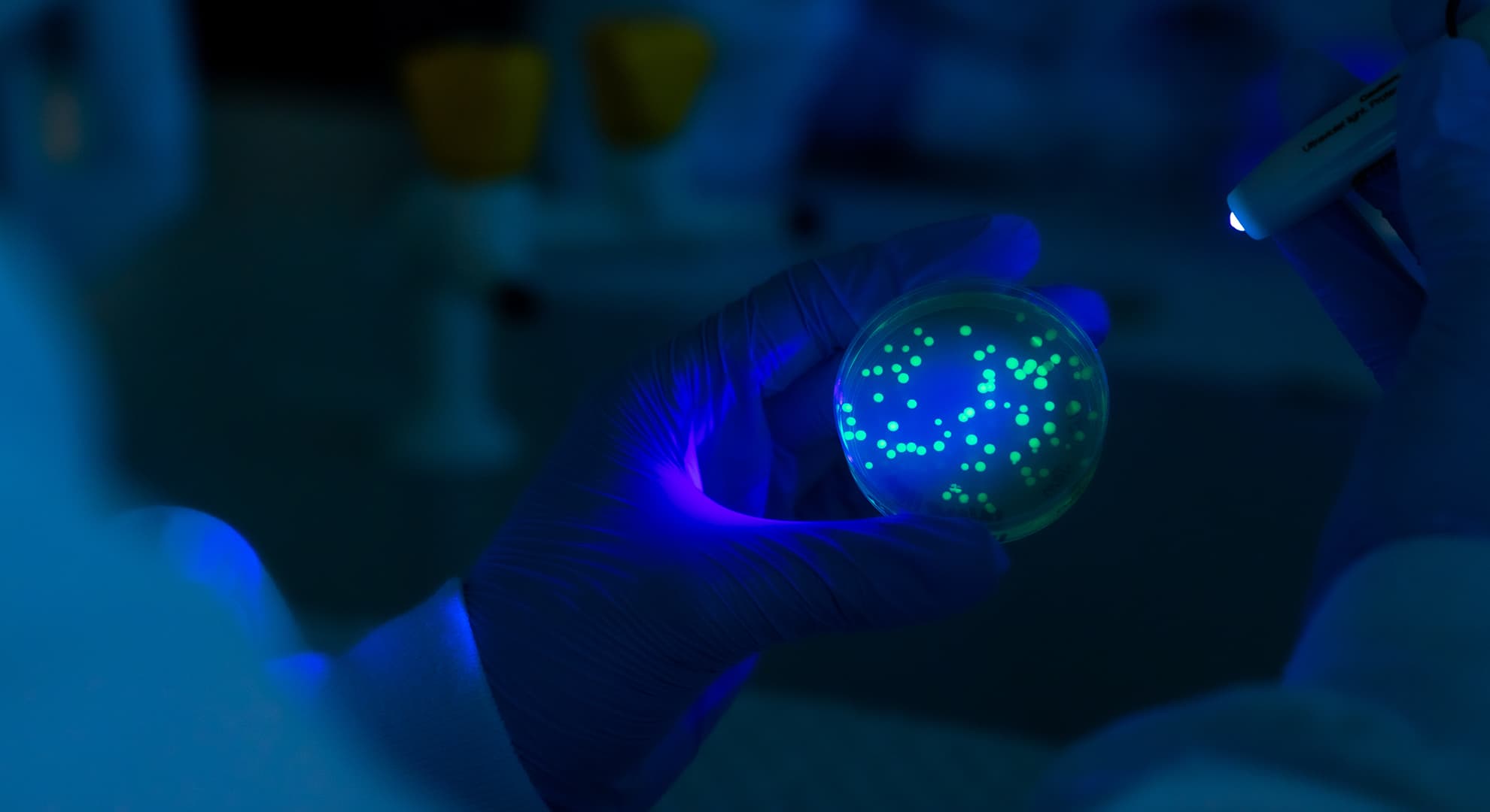 Close up of gloved researcher holding petri dish and pen light