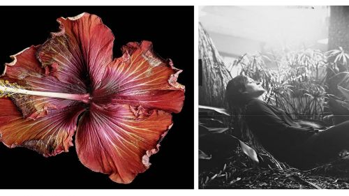 composite of a close up flower and a person reclining against a tree