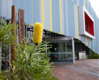 Yellow banksia flower in the foreground with the ECU City Campus Library building in the background.