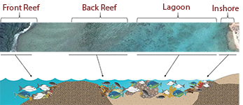 Role of Kyphosus spp in reef ecosystems