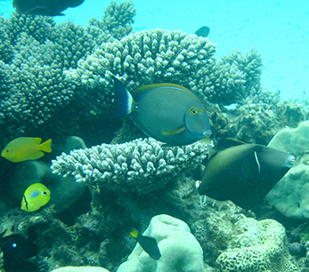 Herbivores play a vital role in maintaining coral reef health