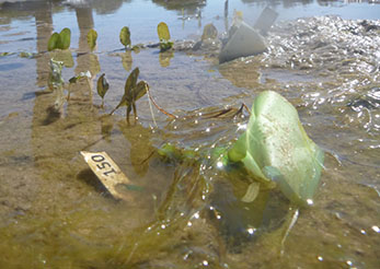 Swan River Seagrass