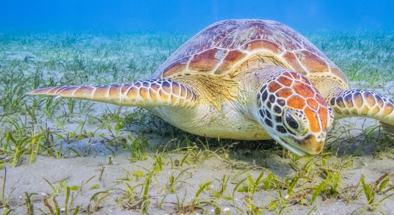 Turtle swimming across seagrass meadow