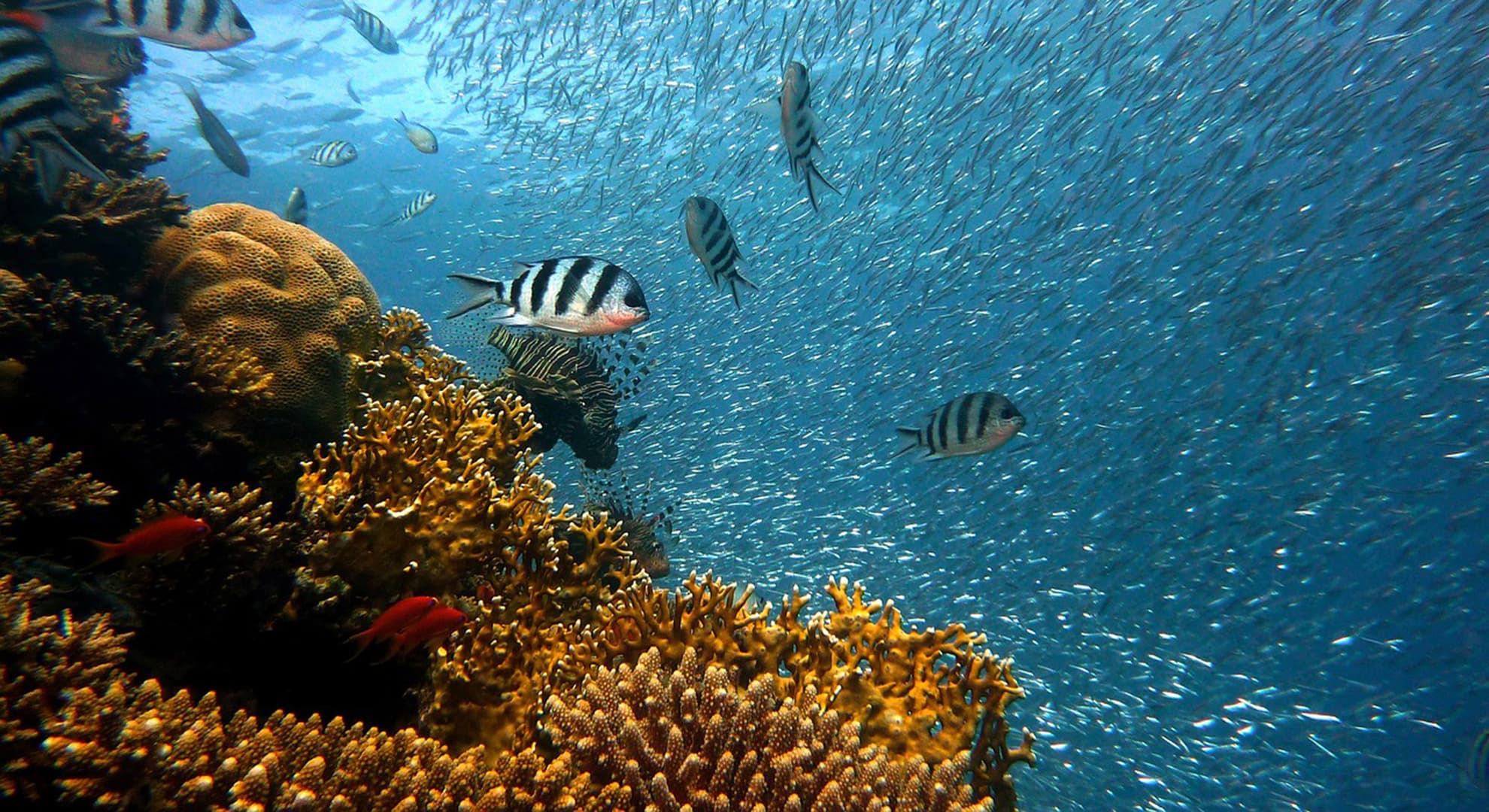 Image of fish under water in the ocean reefs
