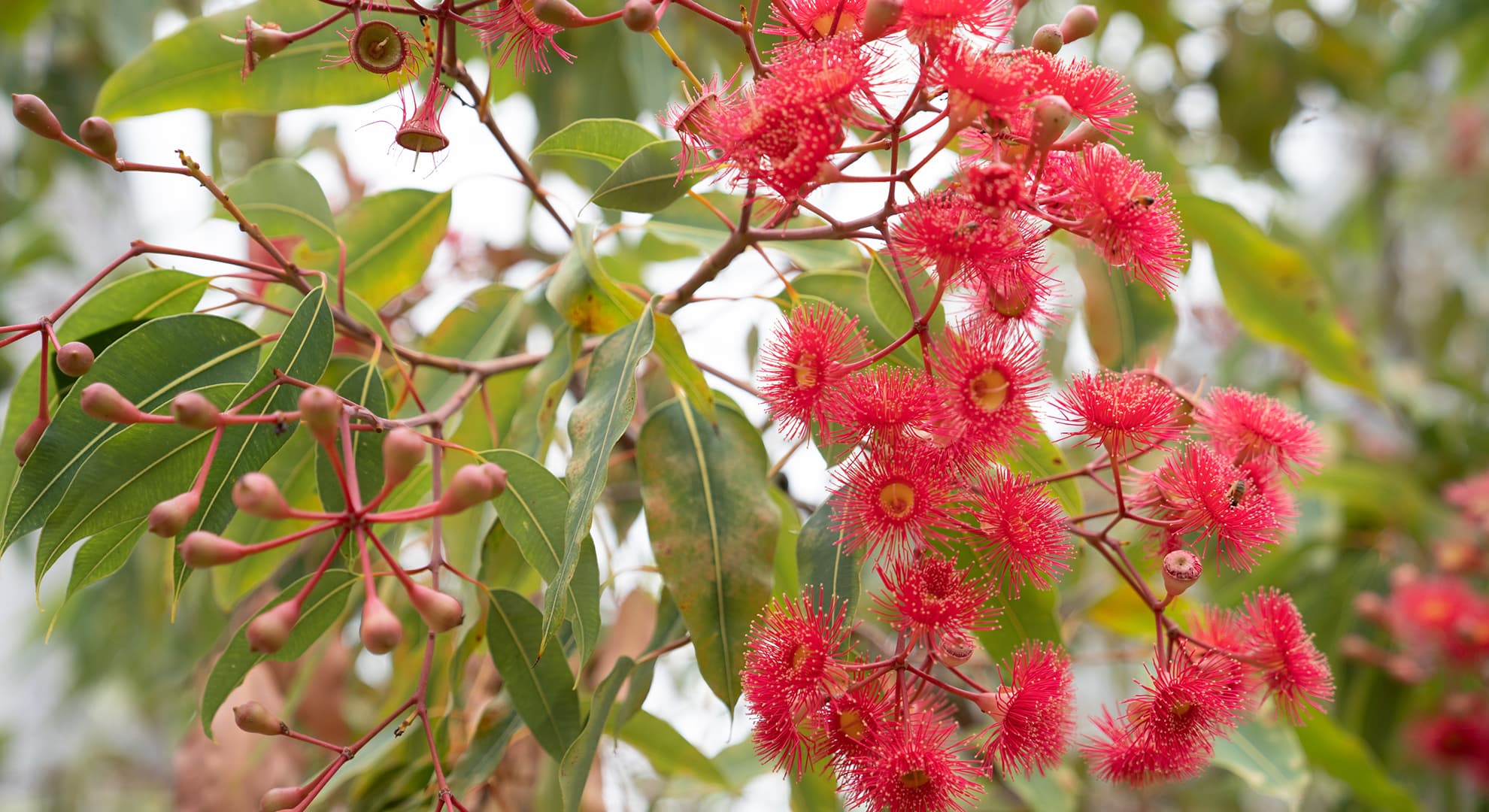 Red flowers.