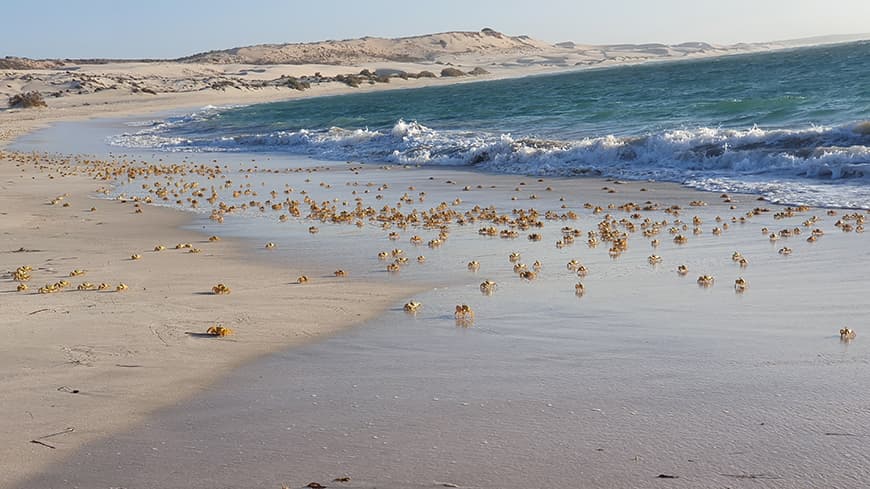 Photo of a large amount of golden ghost crabs on a beach on the Ningaloo Coast, with the ocean and sand dunes in the background.